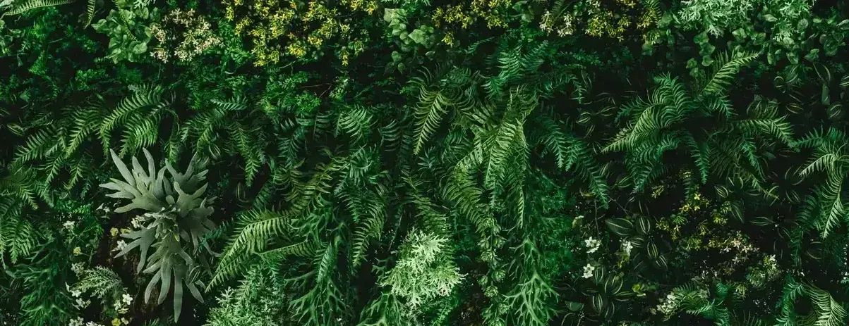 Dense vertical garden of ferns and greenery with tiny blossoms